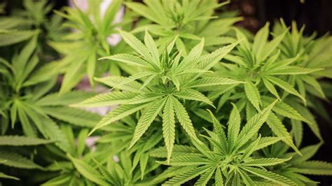 cannabis legalisierung aktueller stand samen